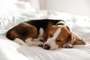 Melatonin for Dogs: Dosage, Benefits, and Safety